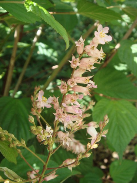 Neillia thibetica fleur P1D
